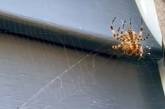 Невихований павук випорожнився на морду кішки (ВІДЕО)