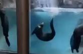 Выдры в зоопарке продемонстрировали искусство синхронного плавания (ВИДЕО)
