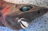 Рыбак поймал акулу с огромными глазами и странными зубами (ФОТО)