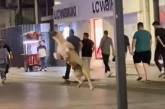 Бездомний собака почав грати з повітряною кулею у формі серця (ВІДЕО)