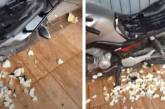 Питбуль добрался до хозяйского мотоцикла и уничтожил сиденье (ВИДЕО)