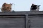 Кошки принялись шпионить за собакой, появившейся по соседству (ВИДЕО)