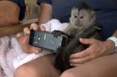 Обезьянка, живущая в зоопарке, украла телефон и позвонила в службу спасения (ФОТО)