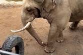 Добрый слон вернул ребёнку ботинок, упавший в вольер (ВИДЕО)