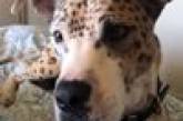 За допомогою фарби пес став схожим на леопарда (ВІДЕО)