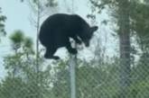 Щоб перелізти через паркан і потрапити на базу ВПС, ведмедеві знадобилося кілька секунд (ВІДЕО)