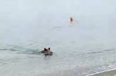 Кабан виплив із моря на пляж, налякав відпочиваючих і втік (ФОТО)