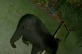 Медведь, нашедший пальмовый лист, принял его за игрушку (ВИДЕО)