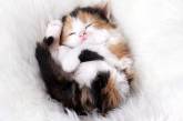 Смешные котята, которые забавно спят (ФОТО)