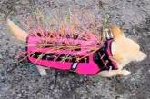 Чтобы защитить собаку от птиц, хозяйка купила ей жилет с шипами (ФОТО)