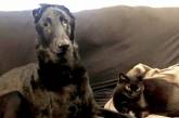Кошка помогает ослепшему псу ориентироваться в доме (ВИДЕО)