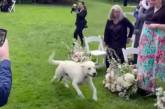 Жених попытался сделать пса воспитанным участником свадьбы, но питомец врезался в микрофон (ВИДЕО)