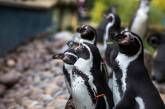 У зоопарку Нової Зеландії оберуть «пінгвіна місяця» (ФОТО)