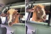 Овца, сбежавшая с фермы, покаталась в полицейской машине (ФОТО)