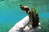 Черепаха заполучила стильную причёску из водорослей (ВИДЕО)