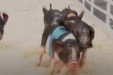 Придя на ярмарку, люди полюбовались свиными бегами (ВИДЕО)