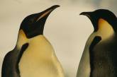 У Берліні пара пінгвінів-самців няньчить кинуте яйце