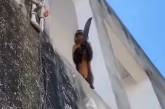 Горожан терроризирует обезьяна, вооружённая ножом (ВИДЕО)