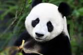 Зоопарк Бельгії поповнився новонародженими пандами-близнюками (ФОТО)
