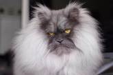 Этот злобный кот «взорвал» Сеть своим смешным взглядом (ВИДЕО)