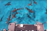Блогер устроил любопытный эксперимент с акулами (ВИДЕО)