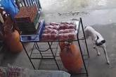 Собака пришла в магазин, чтобы украсть еду (ВИДЕО)