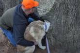 Цікавий собака сунув голову в отвір у дереві і застряг (ФОТО)