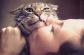 Смішні коти, які не бажають обійматися (ФОТО)