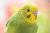 Говорящий попугай помог женщине разоблачить супружескую измену