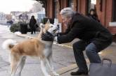 Сеть насмешила собака, похожая на Хатико и Ричарда Гира (ФОТО)