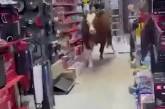 Корова прийшла до господарського магазину та влаштувала безлад, збиваючи товари з полиць (ФОТО)