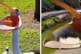 Проглот-пелікан став героєм фотожаб (ФОТО)