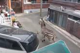 Зебра втекла із зоопарку і три години гуляла містом (ВІДЕО)