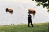 Эти забавные коровы сбежали с фермы, чтобы искупаться в озере (ФОТО)