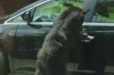 Розумний ведмідь зручно влаштувався в автомобілі (ВІДЕО)