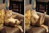 Смішні фотки котів, яким пора сісти на дієту (ФОТО)