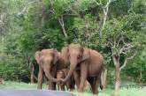 Слони, що захищали дитинча, зворушили користувачів інтернету (ФОТО)