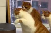 Кошки придумали весёлую игру с рисоваркой (ВИДЕО)