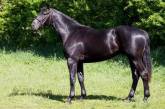 Покупець викупив свого нового коня і з'ясував, що він зовсім не чорний (ФОТО)