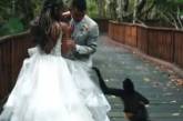 Мавпа та її дитинча взяли участь у весільному відео