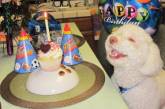 Потешные животные, радующиеся своему дню рождения (ФОТО)