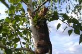 Сеть насмешил кот, живущий в дупле дерева (видео)