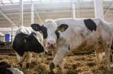 Англієць-ветеринар розважає корів оперними аріями