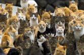 Удивительный кошачий остров в Японии, где животных больше, чем людей (ФОТО)