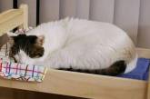 Потешные коты, у которых есть собственная кроватка (ФОТО)