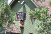 У США ведмідь заліз у будинок, з'їв відбивні і потім втік через вікно (відео)