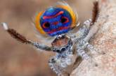 Удивительные макроснимки самых красивых в мире пауков. ФОТО