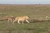 У Танзанії левиця відвела дитинча антилопи до його батьків (ВІДЕО)