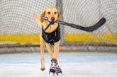 Собака навчився стояти на ковзанах і грати у хокей. Відео