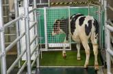 В Германии коров приучили к походам в уборную (ФОТО)